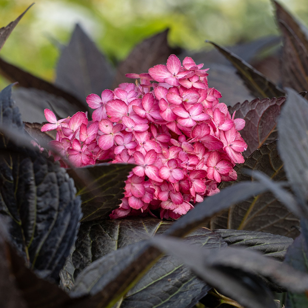 Floraison rose sur feuillage pourpre de Hydrangea macrophylla ‘Bailmacseven’ ECLIPSE®
