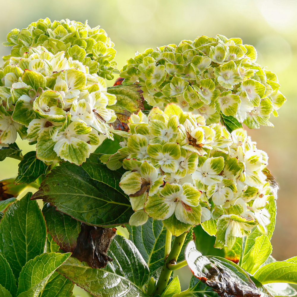Floraison de hydrangea macrophylla Green ever belles