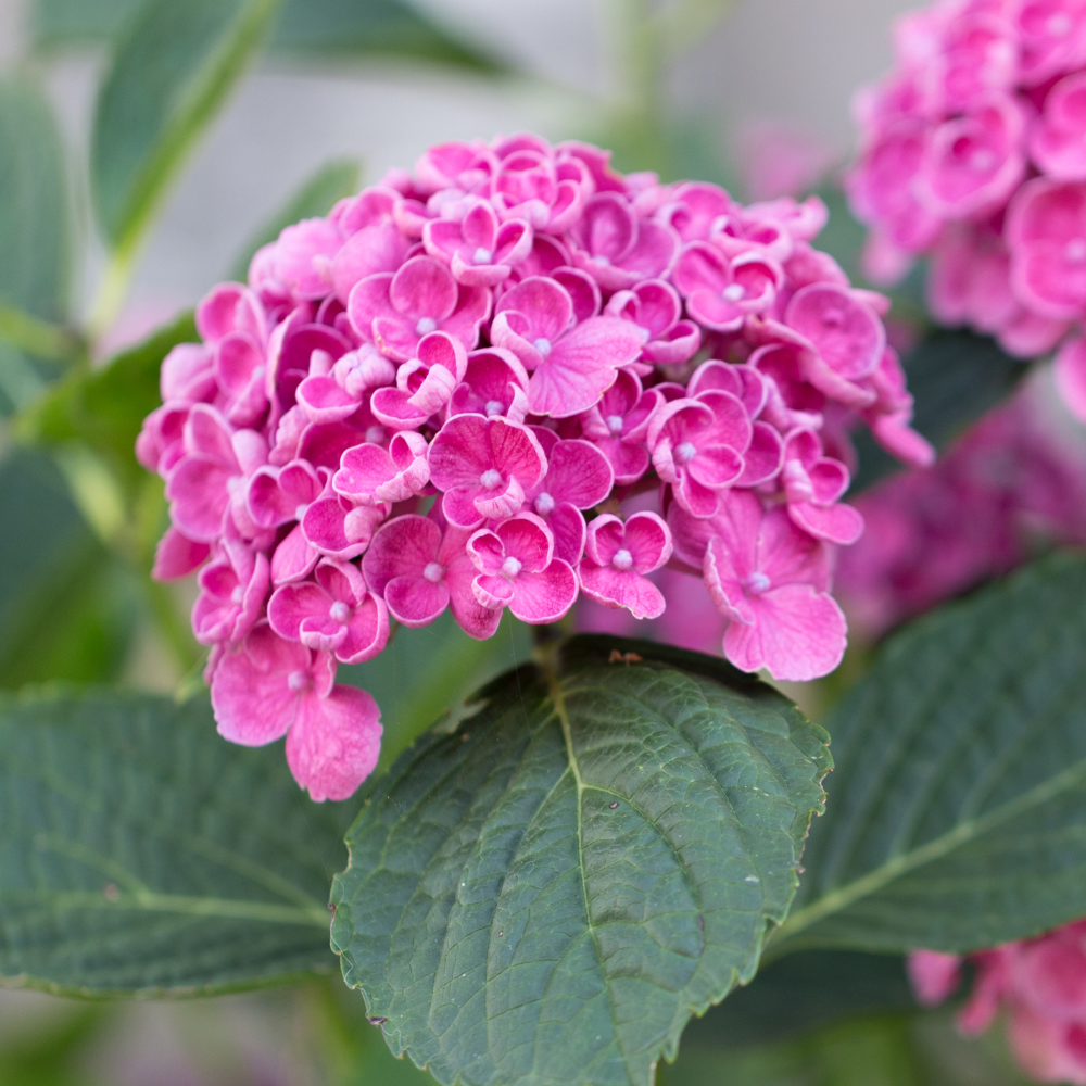 Fleurs de hydrangea hop corn en sol neutre