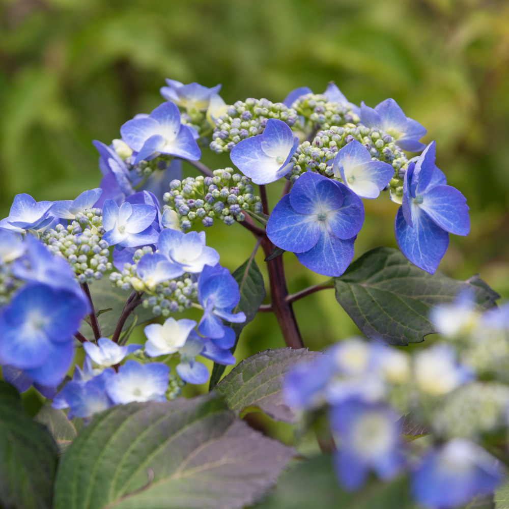 Inflorescence de hortensia Twist and Shoot