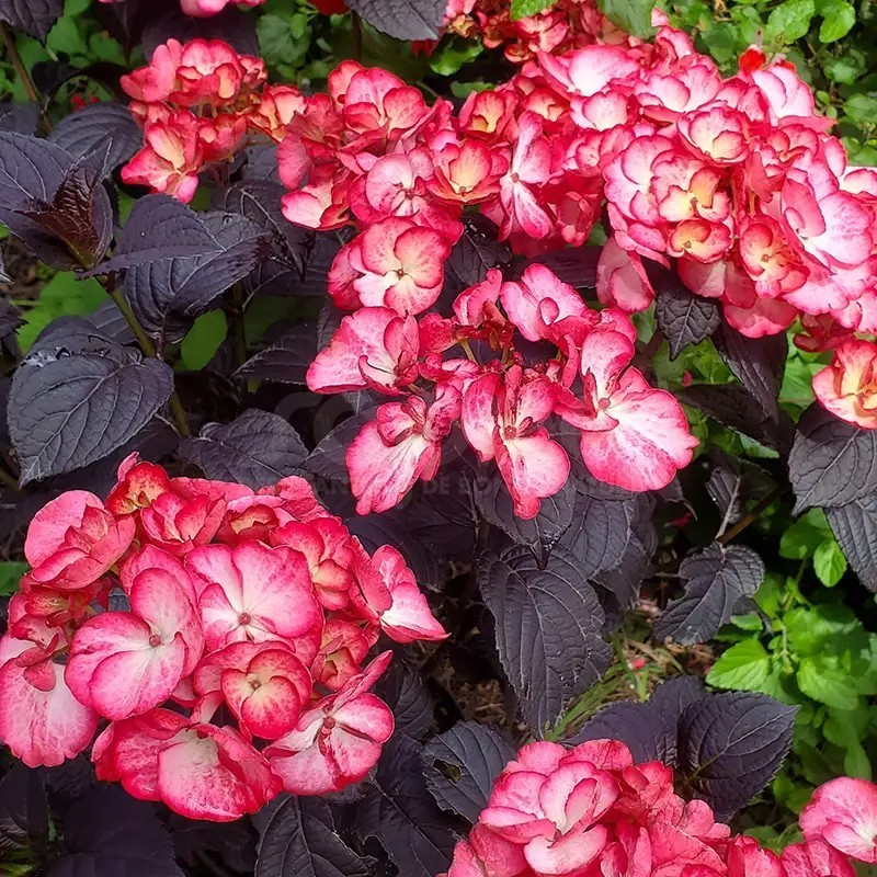 Floraison rose sur feuillage pourpre deHhydrangea macrophylla x serrata black velvet darbi