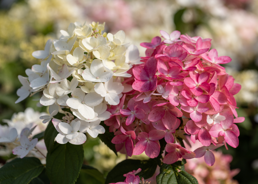Floraison de hydrangea paniculata Fire Light