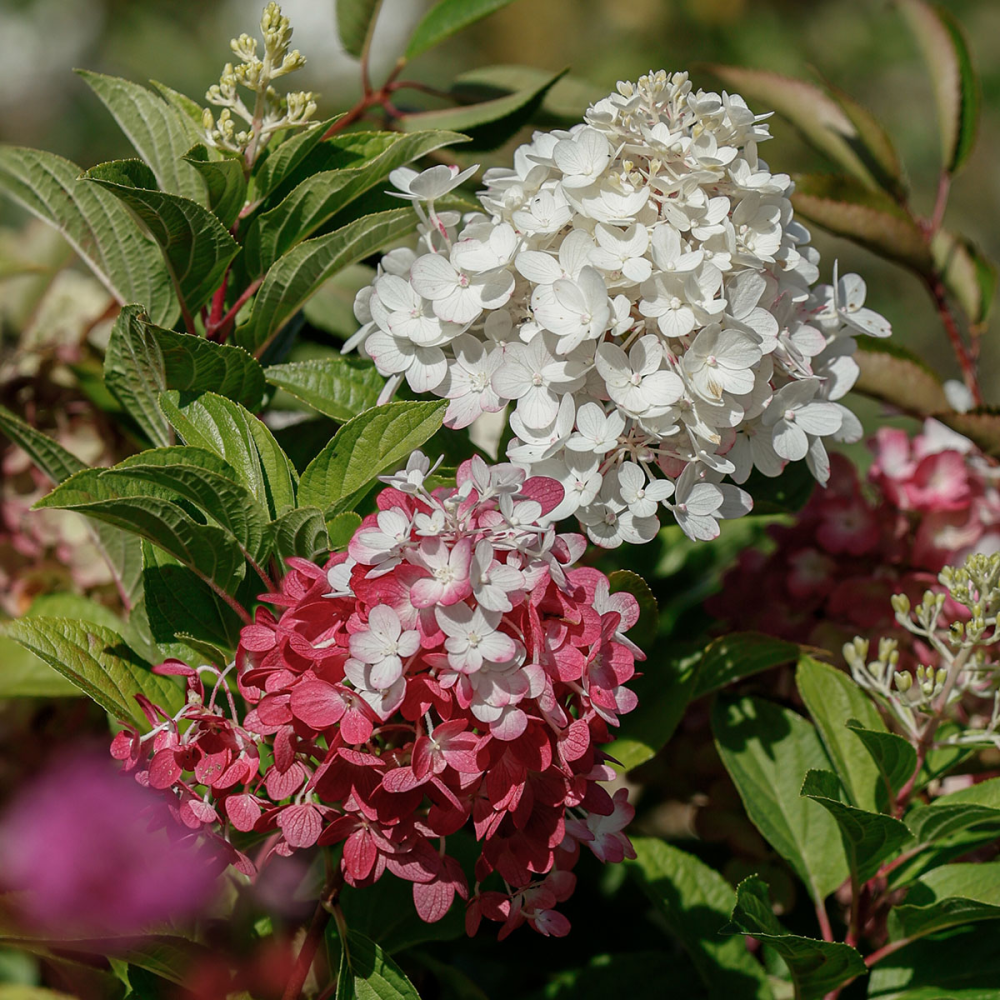 Fleurs blanches et rouge de Hydrangea paniculata ‘LC NO19’ LIVING RED VELVET®