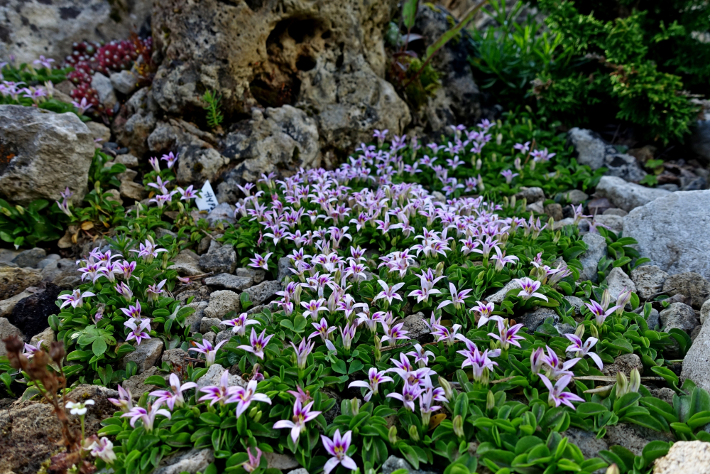 Floraison de hypsela reniformis