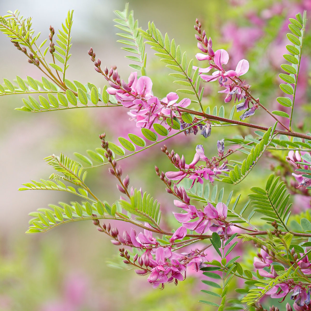 Fleurs roses de indigofera heterantha