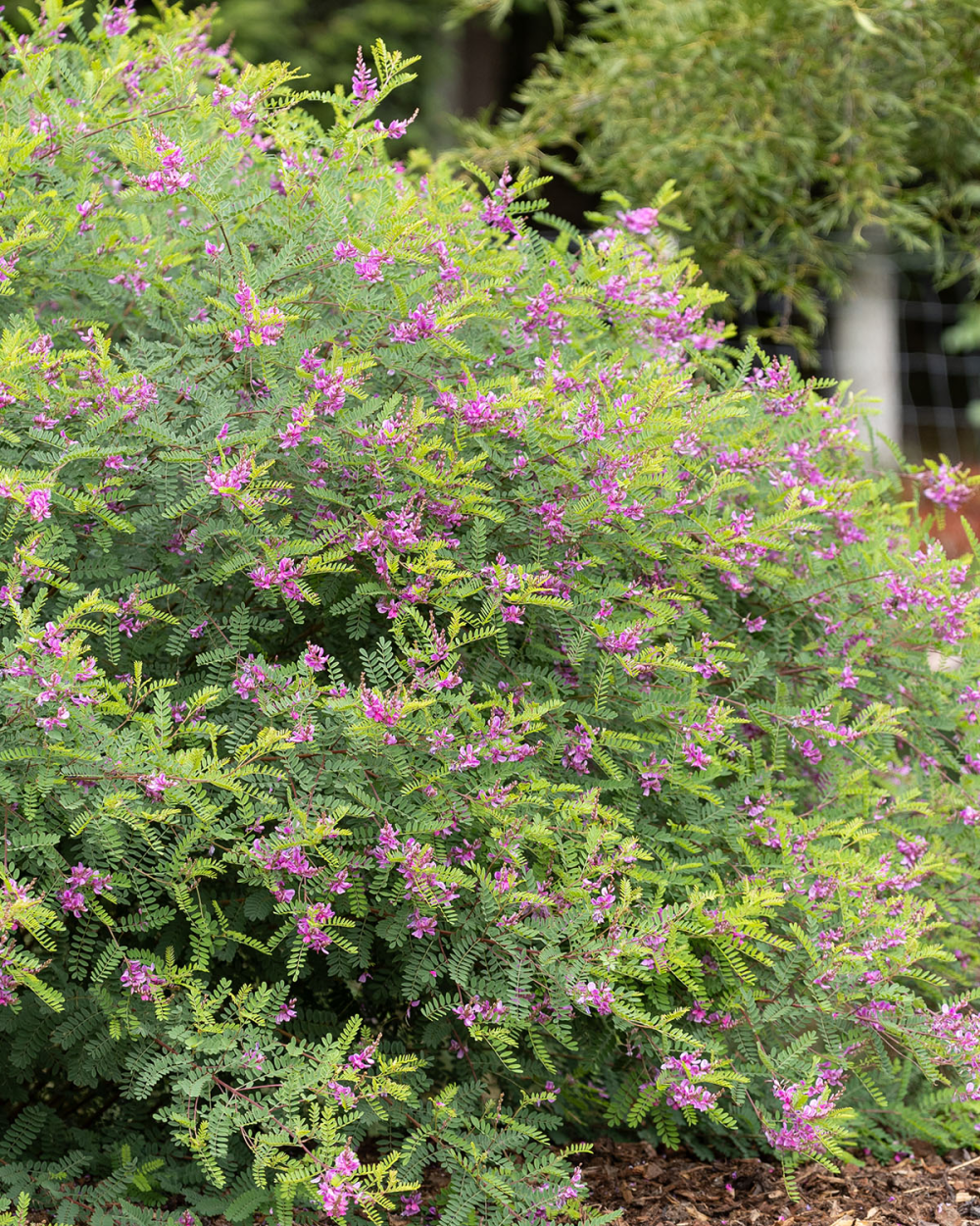 floraison de indigofera heterantha
