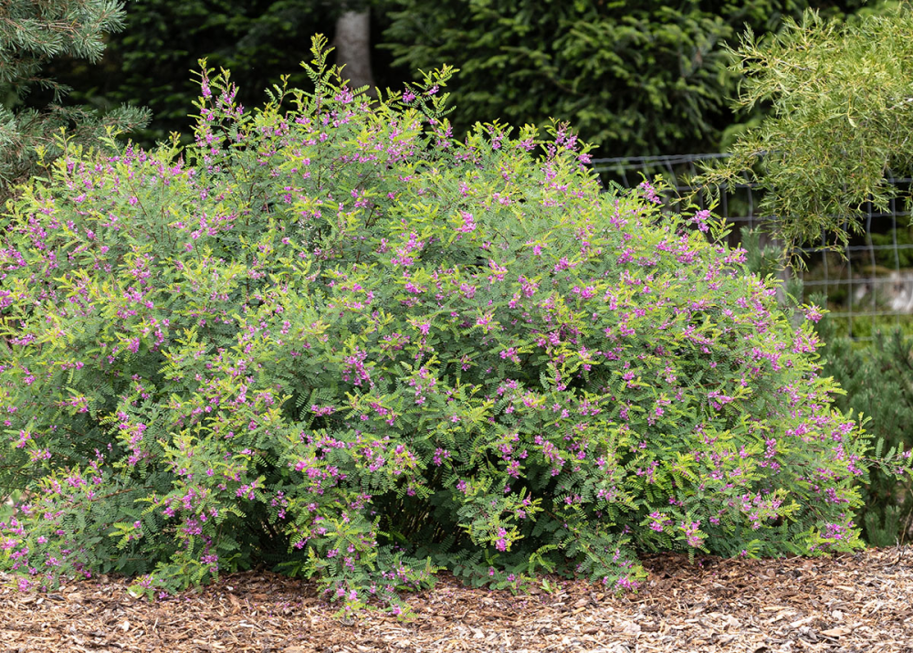 indigofera heterantha d'une 15ene d'année dans les vosges