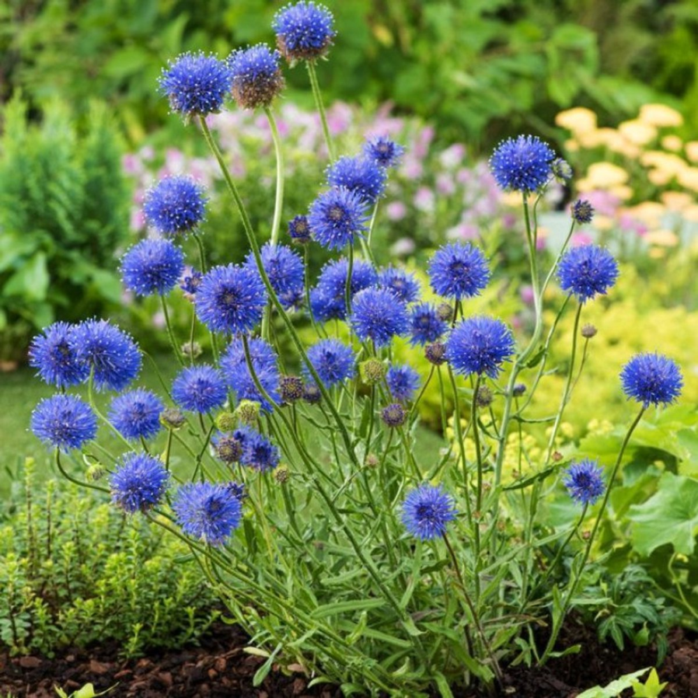 Floraison de Jasione laevis Blaulicht