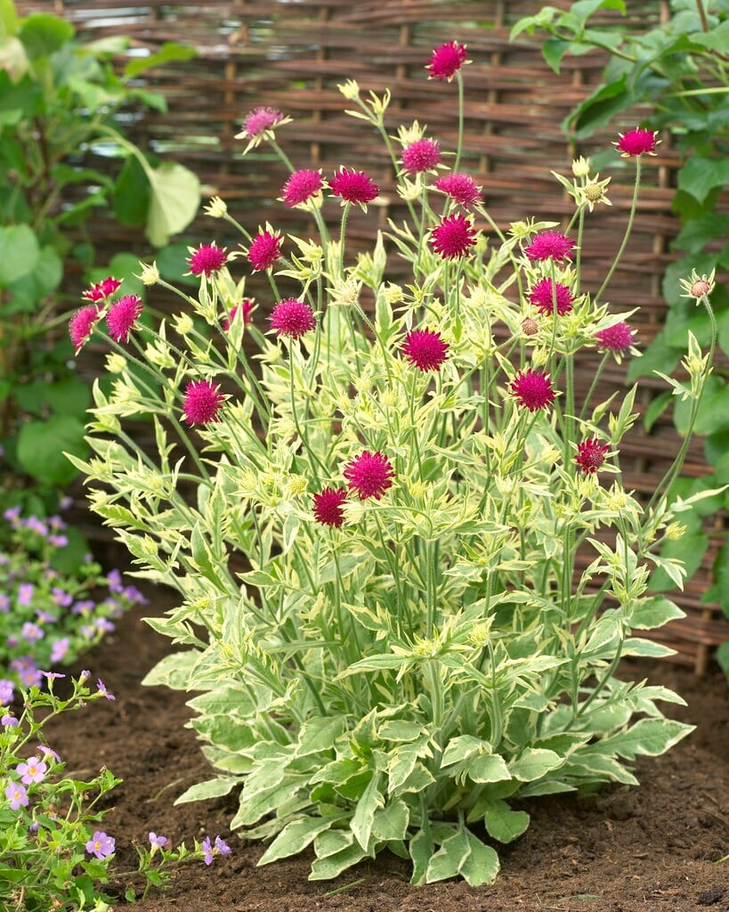 Knautia macedonica Thunder and Lightning en fleurs
