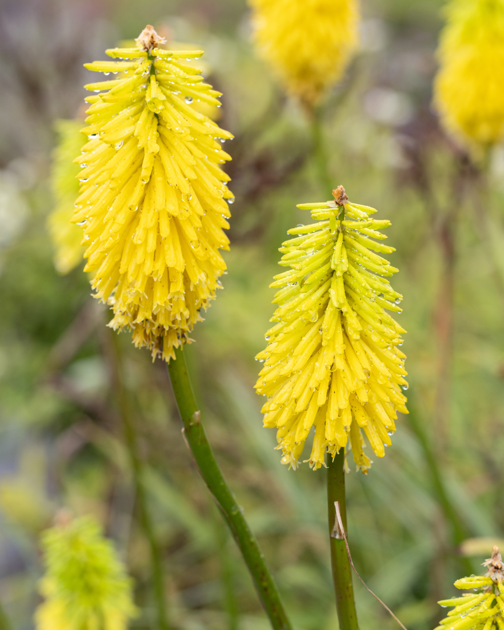 Floraison de Knifophia uvaria Bees Lemon