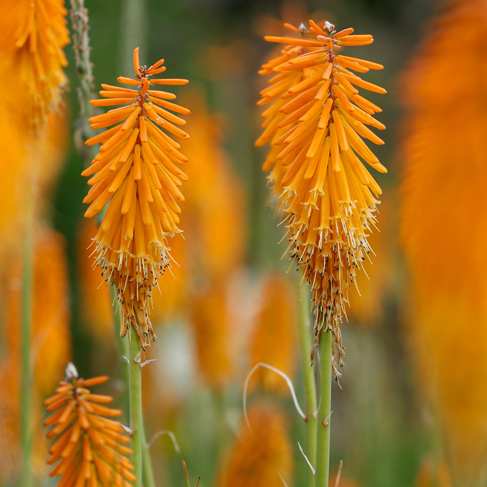 Floraison de kniphofia uvaria Mango Popsicle