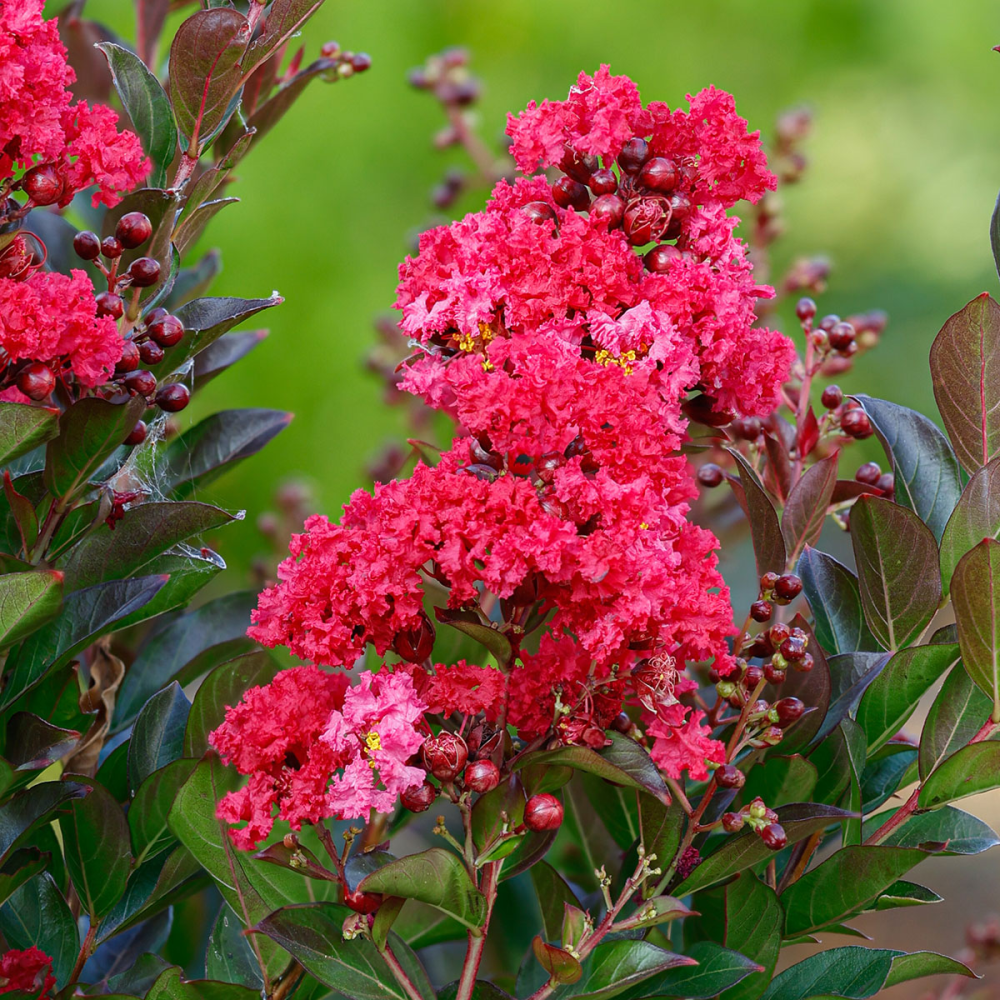 Floraison de Lagerstroemia indica ENDURING SUMMER® RED
