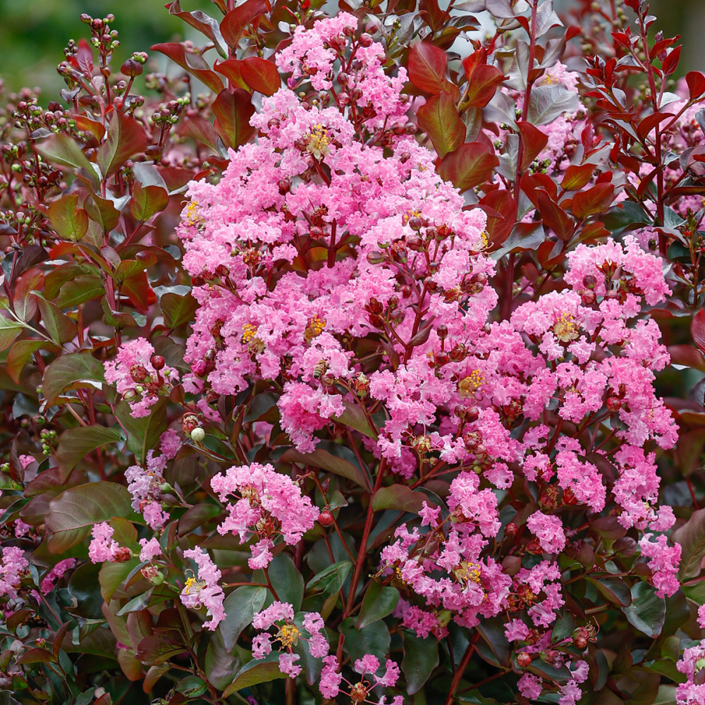 Floraison de lilas des indes rose Rhapsody in Pink