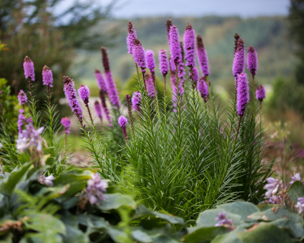 Port de liatris spicata