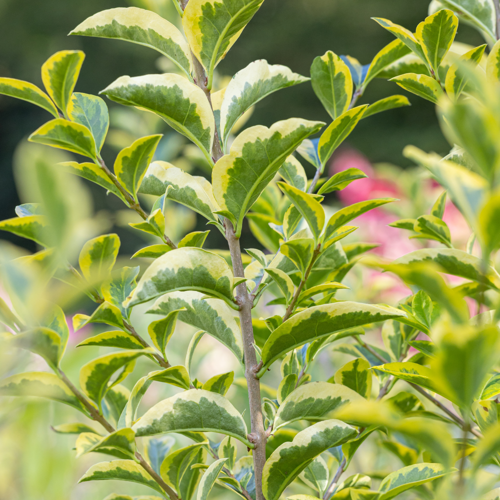 Feuillage panaché de ligustrum ovalifolium Aureum