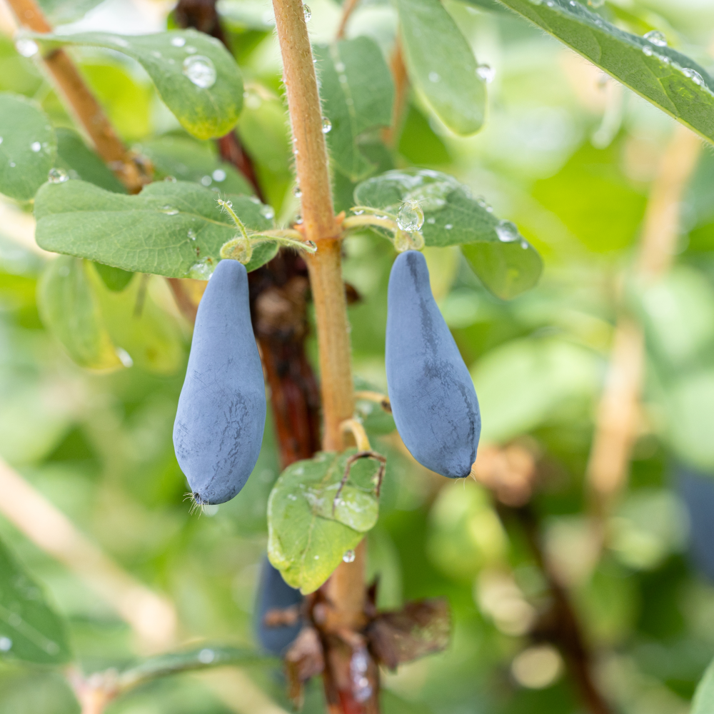 Baies de lonicera sunij utes