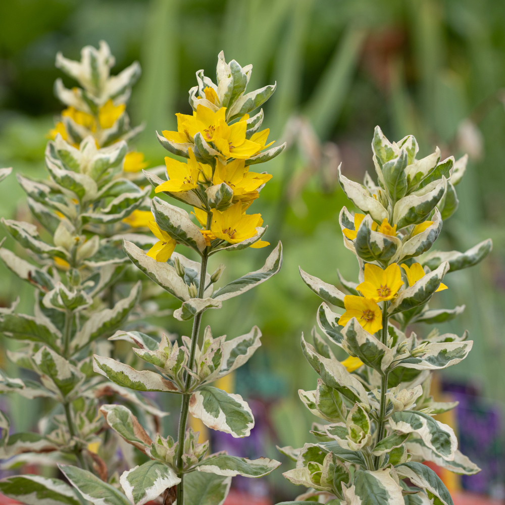 floraison de Lysimachia puncatata Alexander