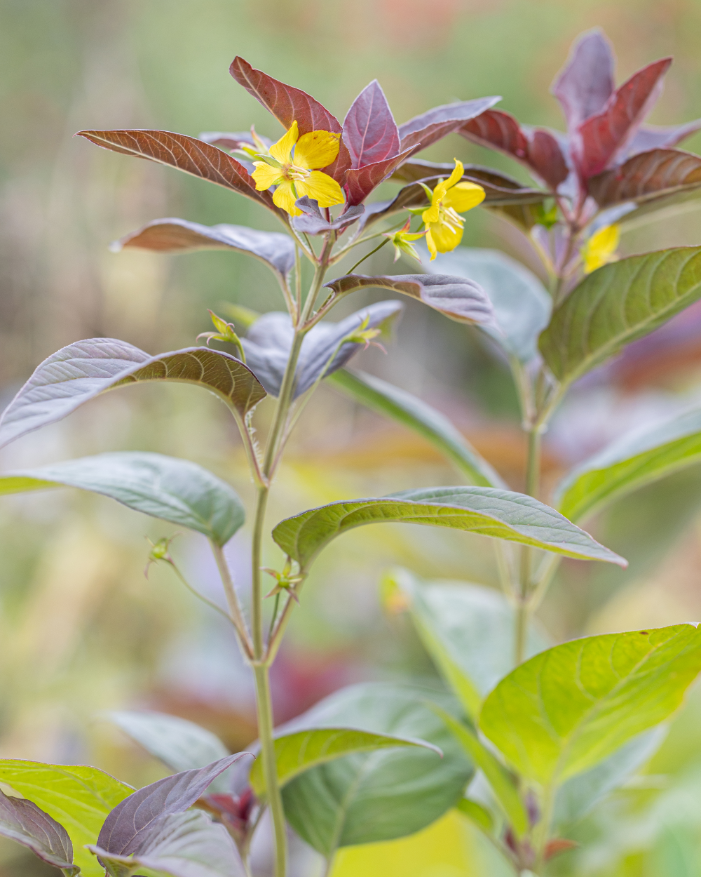 Floraison de lysimachia ciliata firecraker