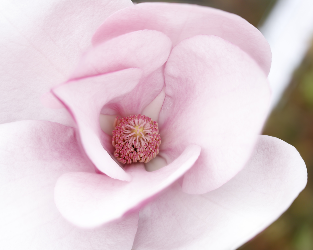 Fleur de Magnolia Cameo
