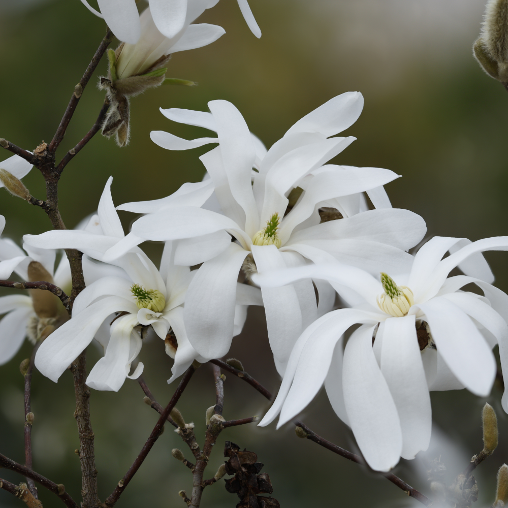 Fleurs de magnolia stellata
