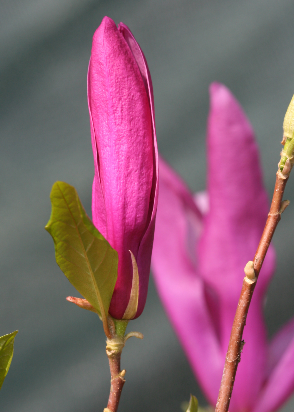 Bouton floral de Magnolia Susan