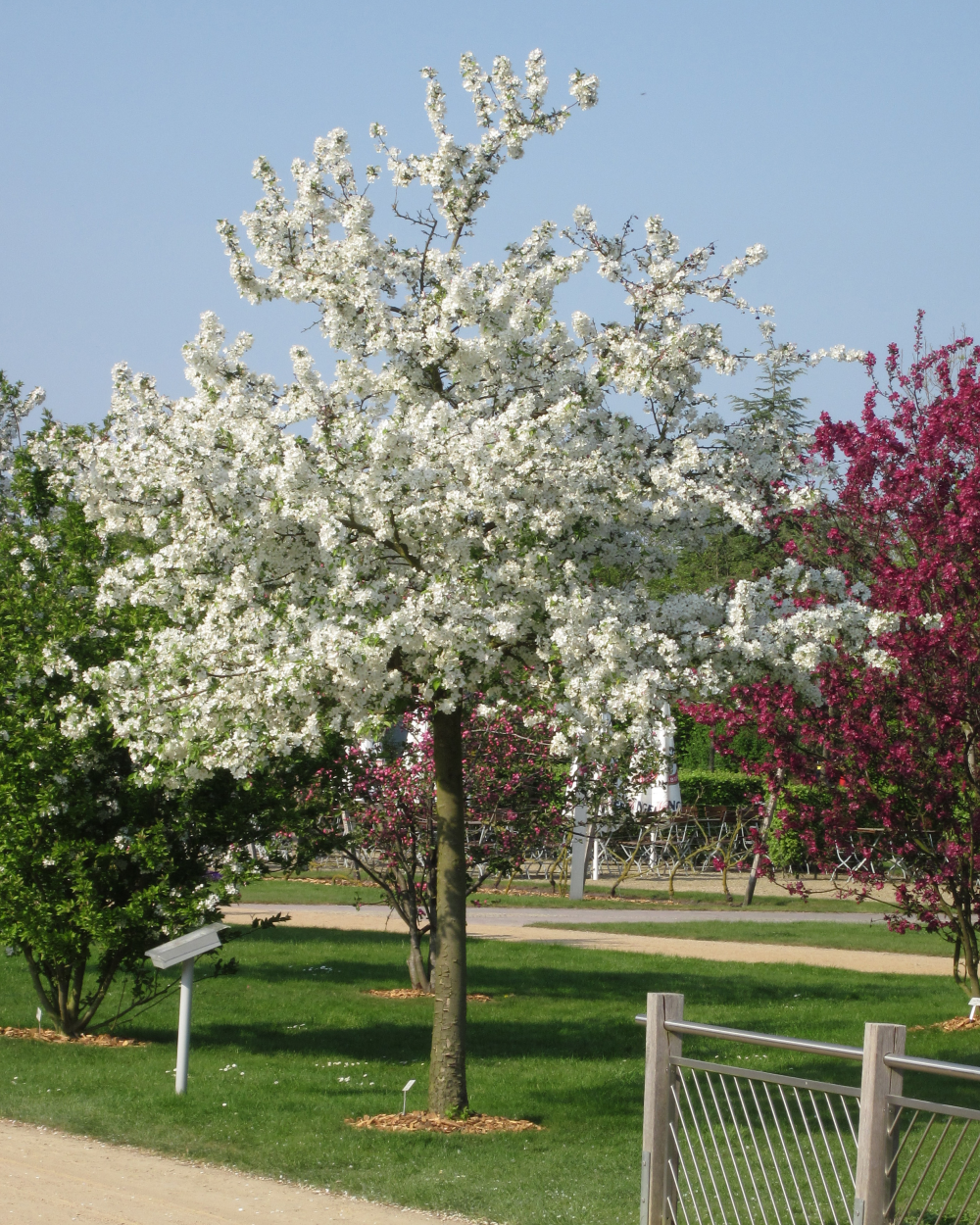 Floraison de malus everest