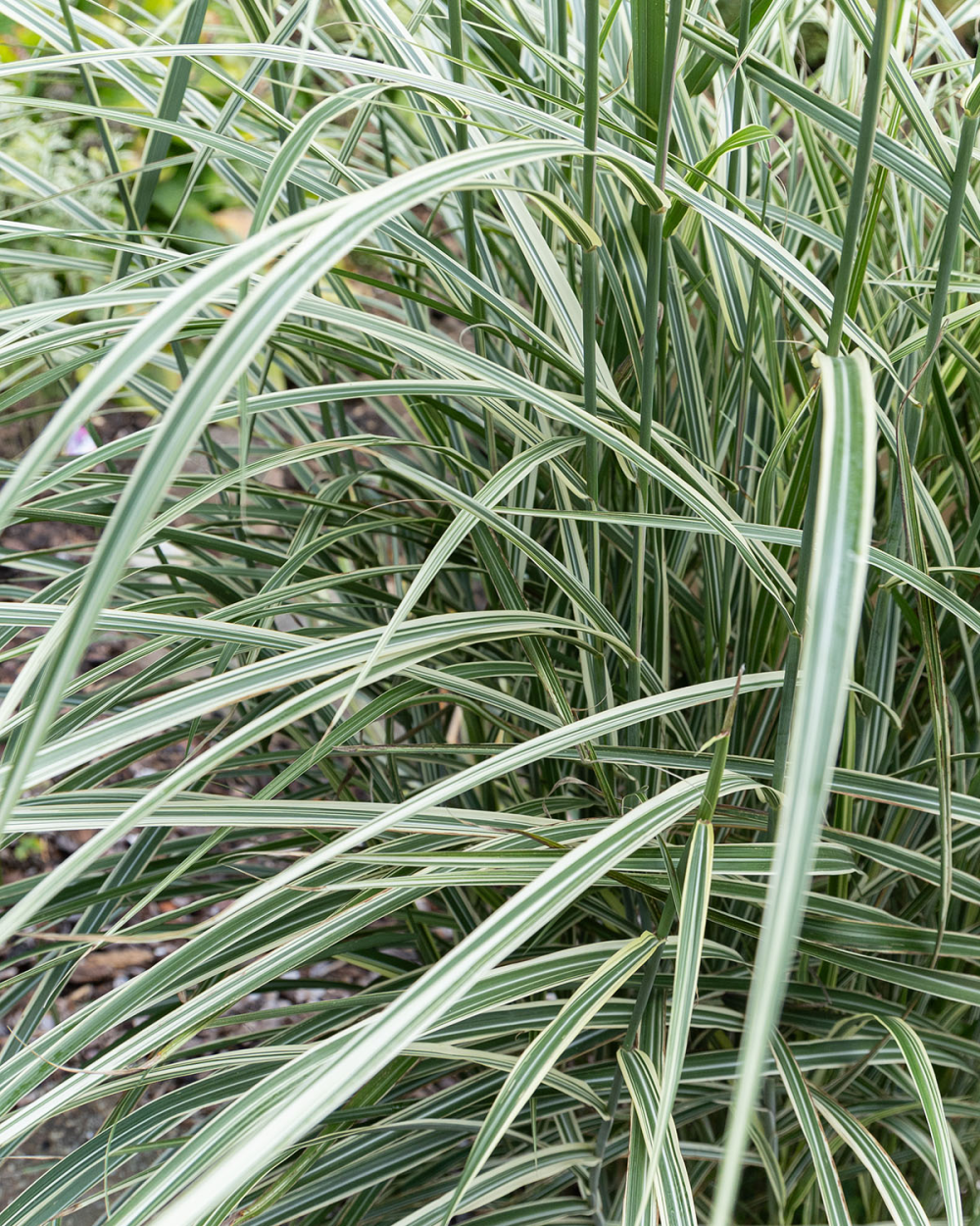 Feuillage panaché de Miscanthus sinensis Variegatus