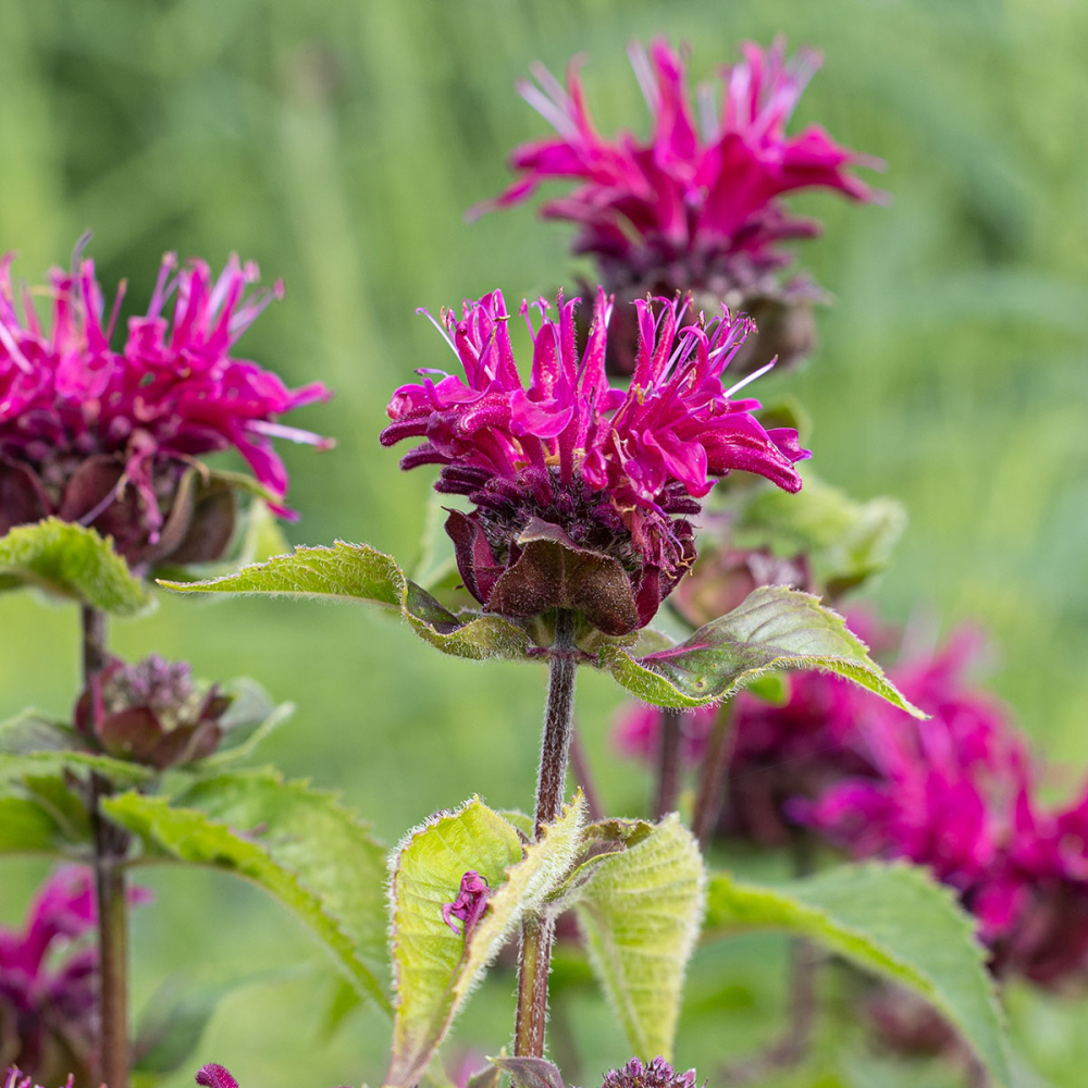 Floraison de monarda dydima Bee true