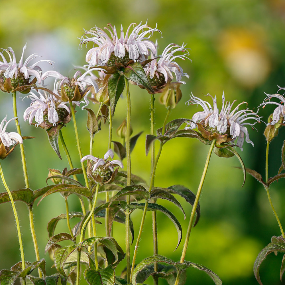 Floraison de Monarda bradburiana