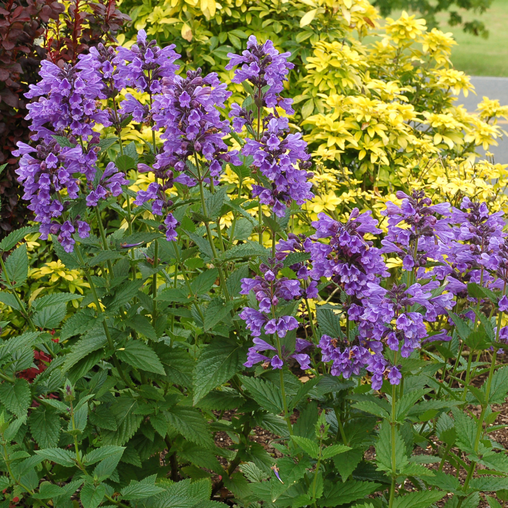 Floraison de Nepeta Blue Dragon