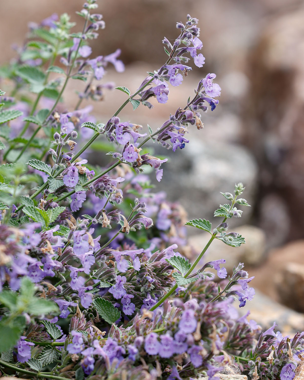 Floraison de Nepeta Cat's Pajamas