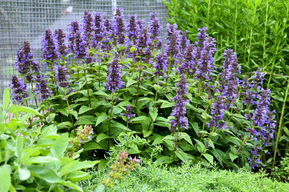 Floraison bleue de nepeta kubanica