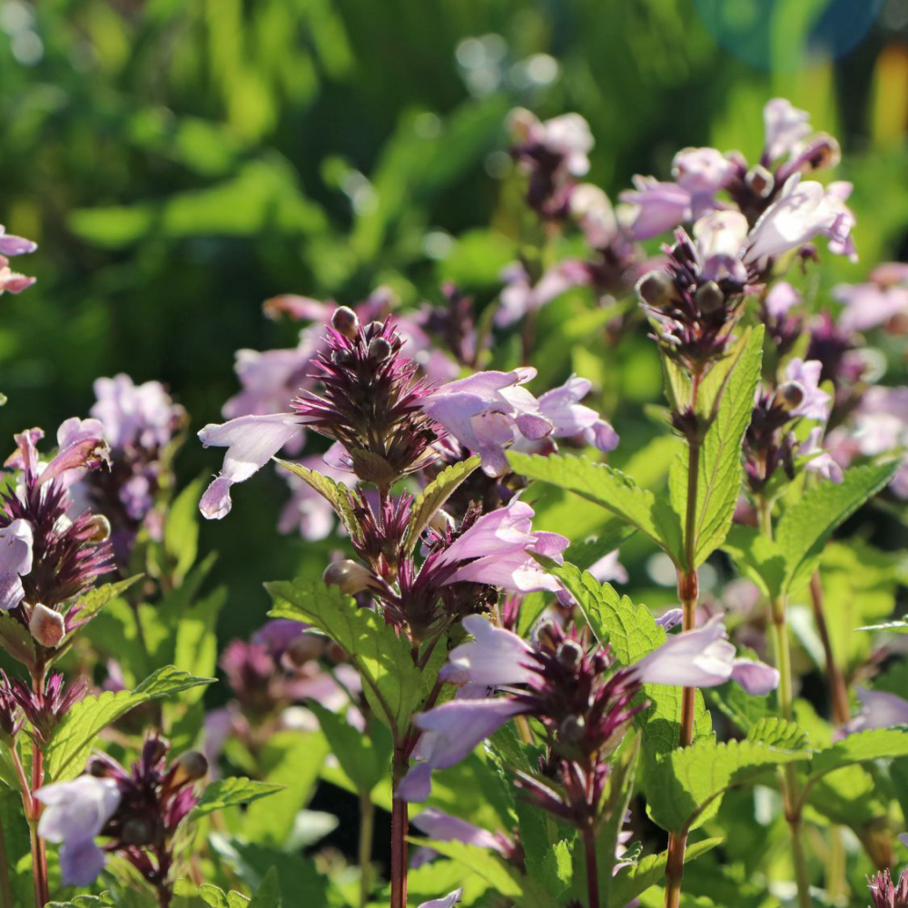 Fleurs de Nepeta subsessilis sweet dream