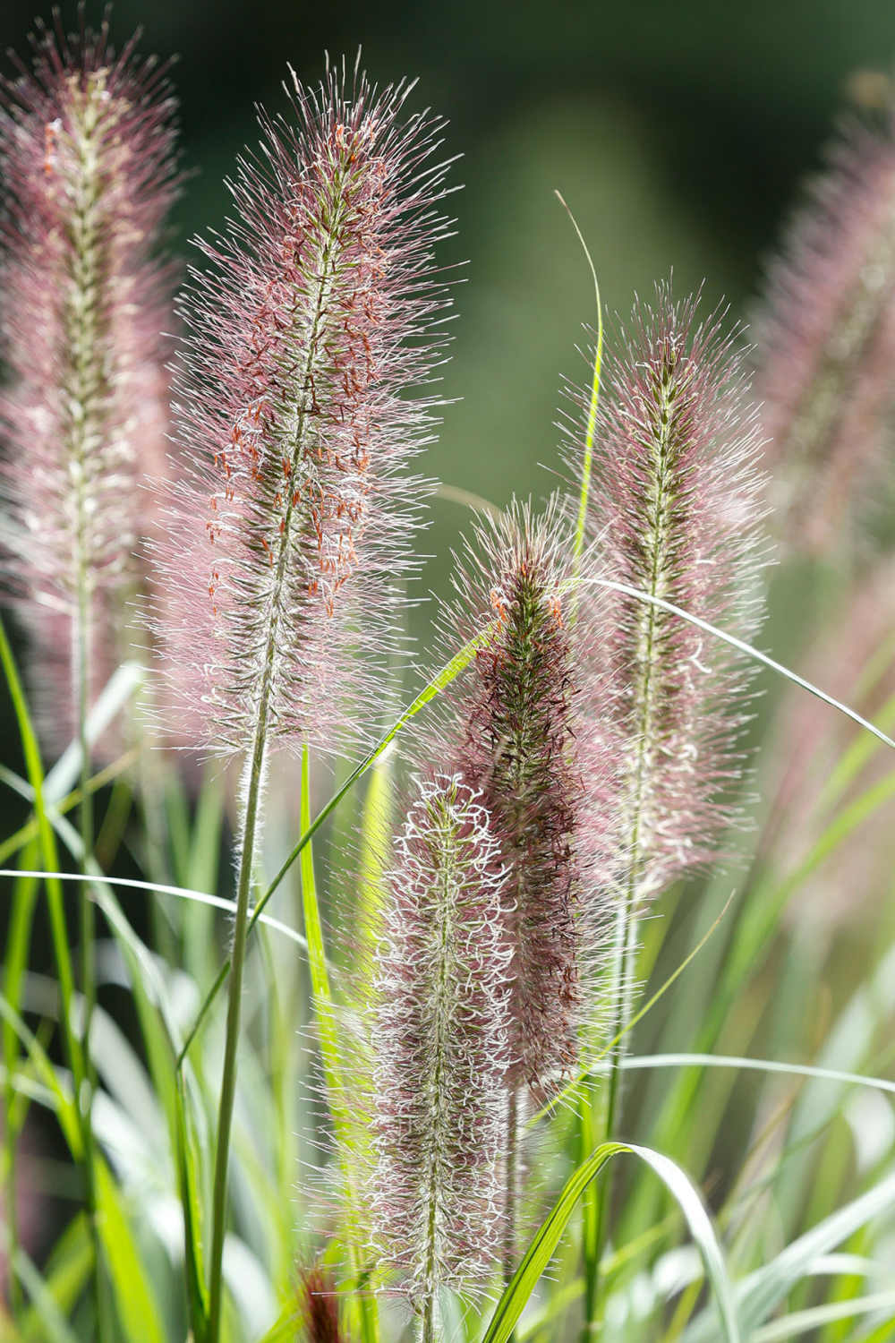 Détails des inflorescences de Pennisetum Black Beauty