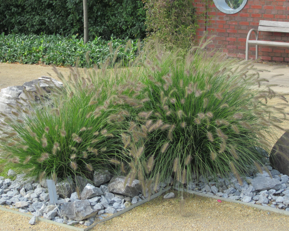 Port de pennisetum Hameln