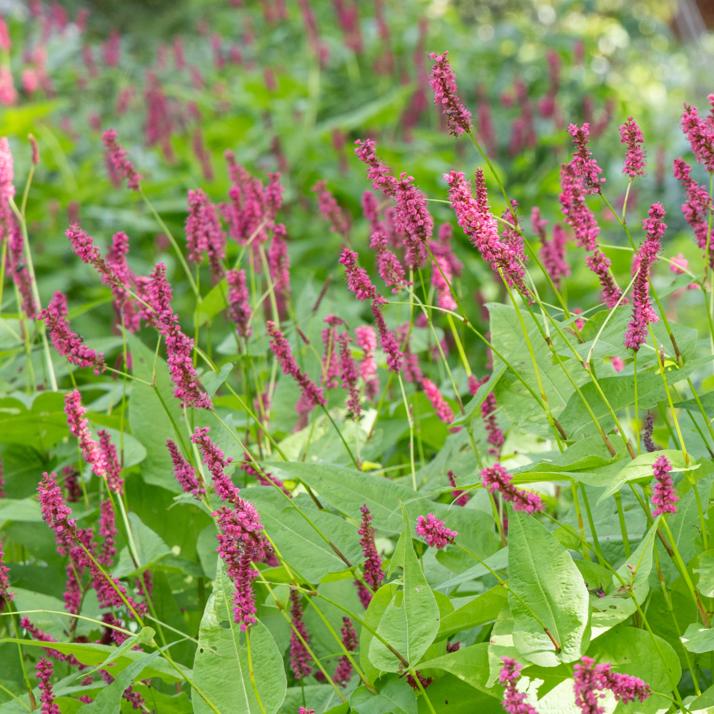 Floraison de ersicaria amplexicaulis Amethyst Summer.