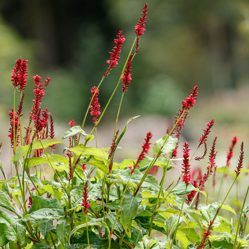 Floraison de Persicaria amplexicaulis ‘Anne’s Choice’