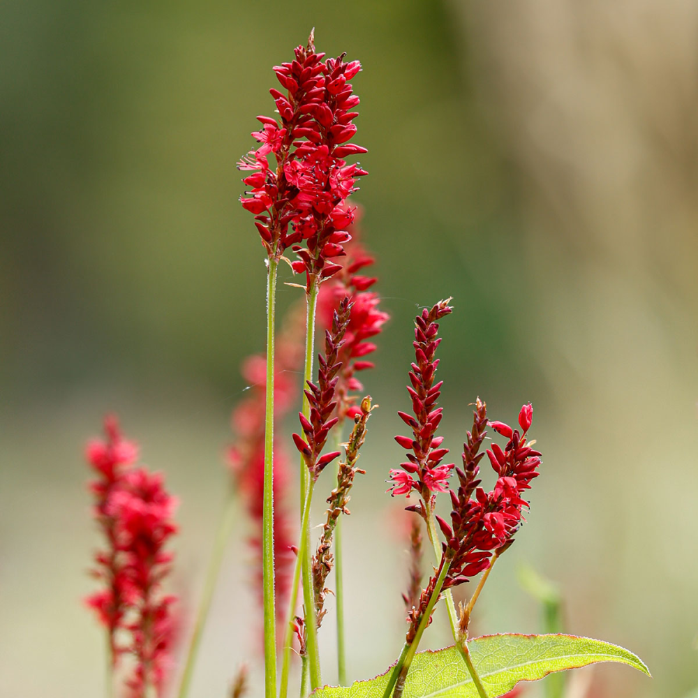 Epis floraux de Persicaria amplexicaulis ‘Anne’s Choice’