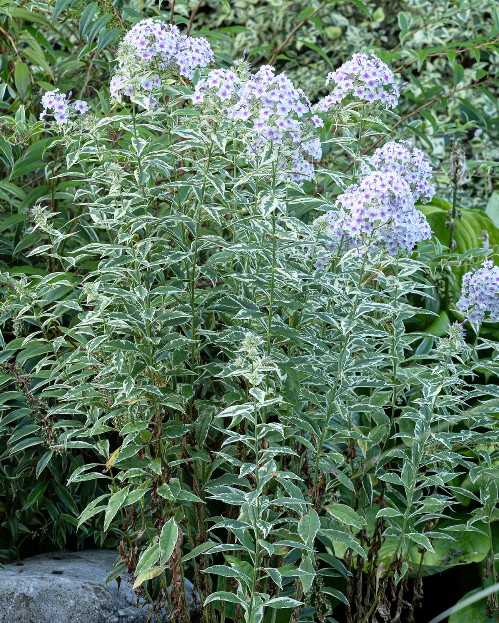 Floraison de phlox paniculata Creme de menthe