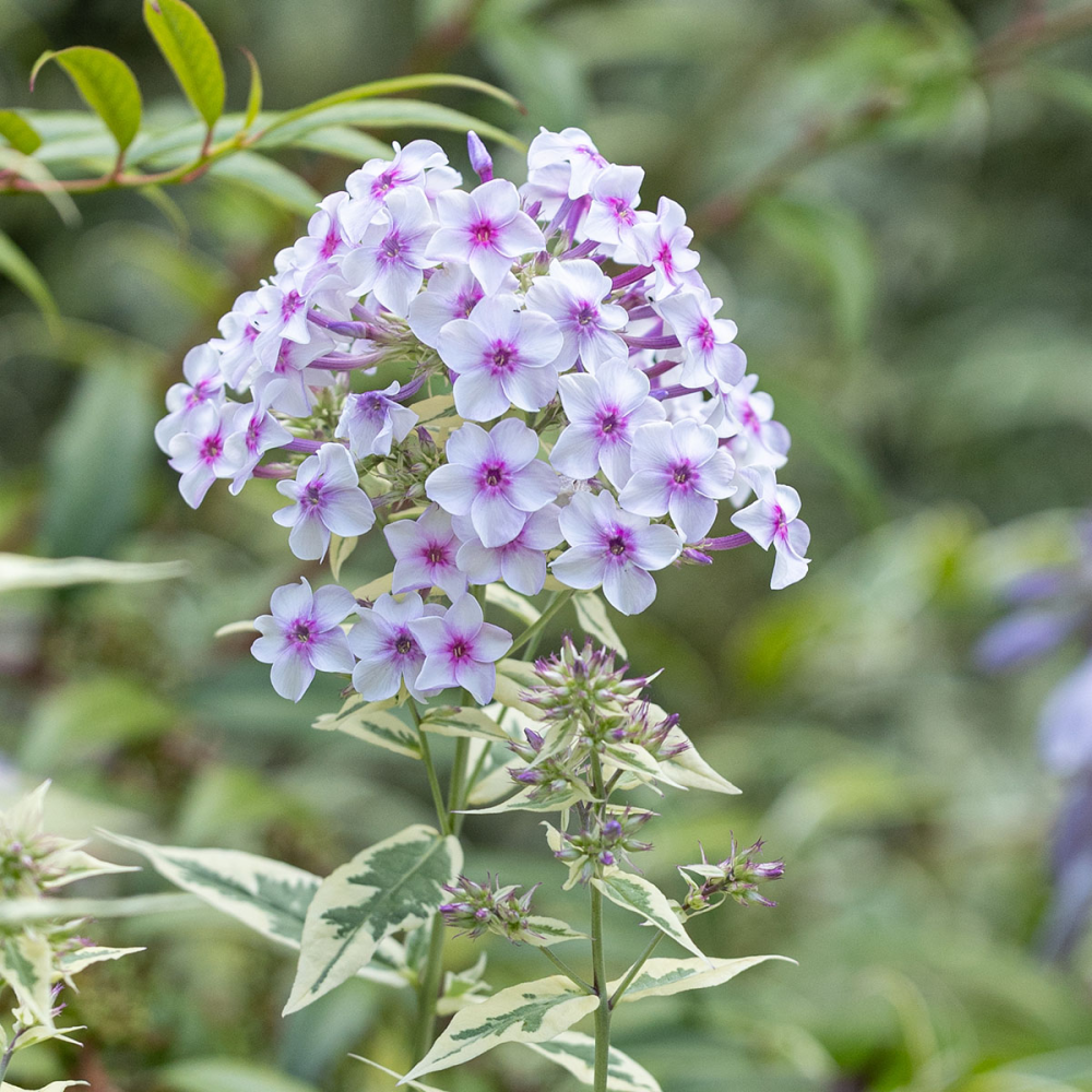 Inflorescence de phlox paniculata Creme de menthe