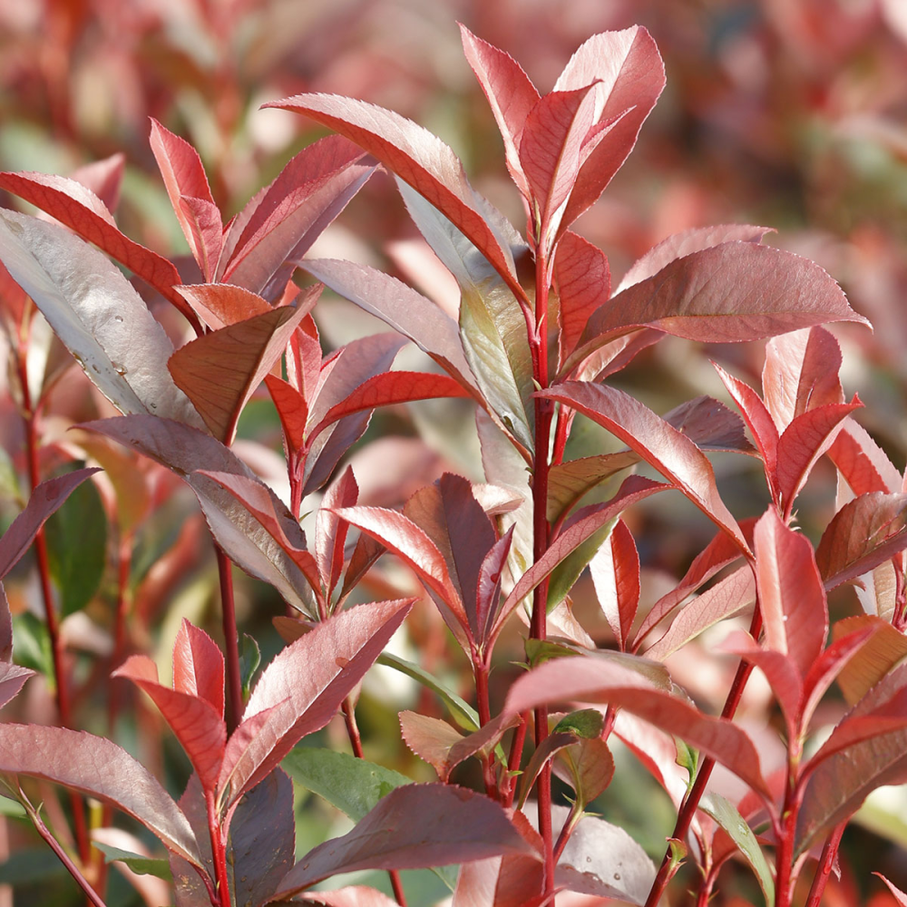 Jeunes pousses rouges de photinia