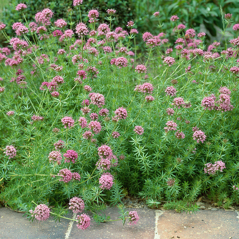 Floraison de Phuopsis stylosa