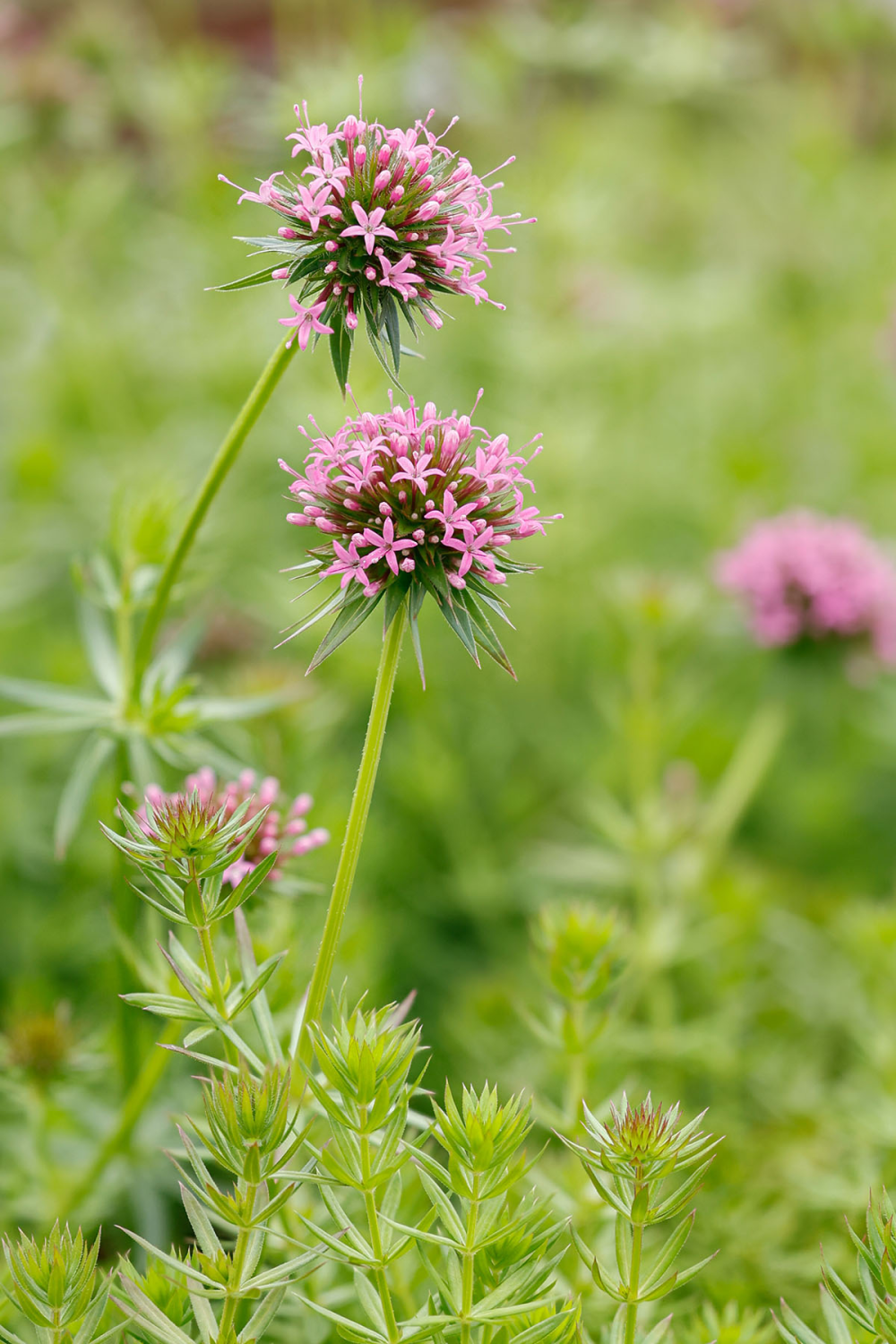 Détail de l'inflorescence de Phuopsis stylosa