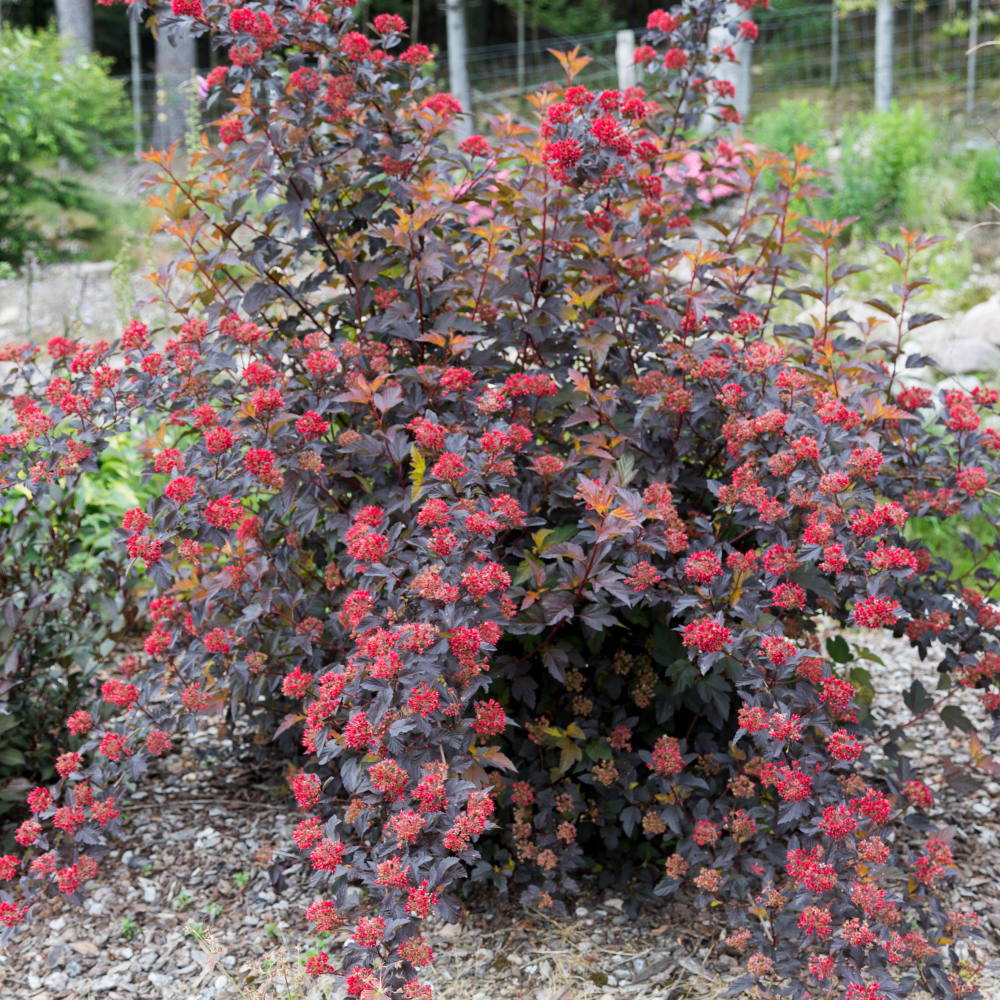 Feuillage de physocarpus diable d'or