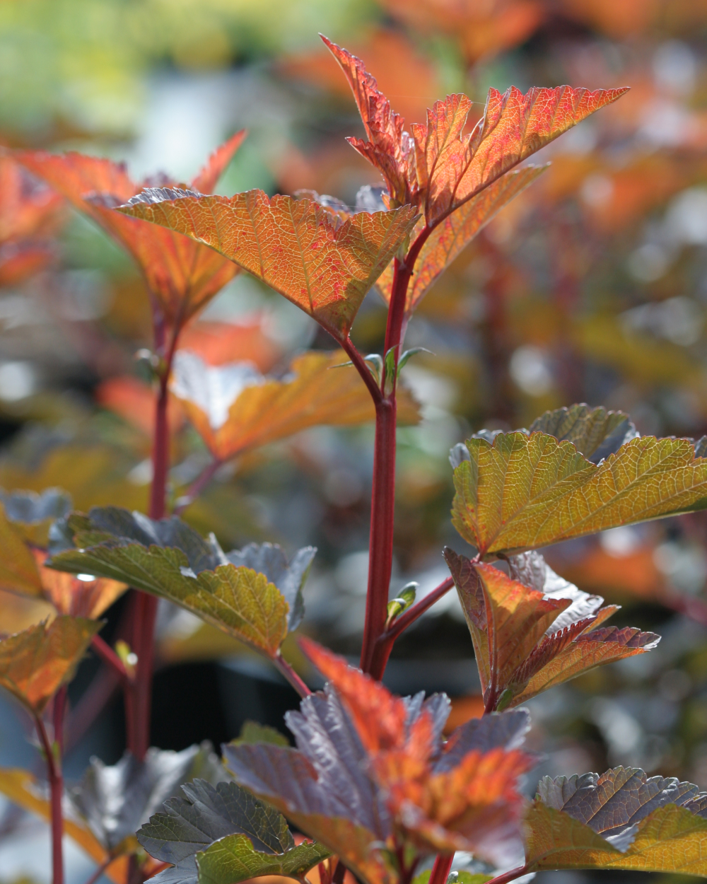 jeune pousse de physocarpus diable d'or