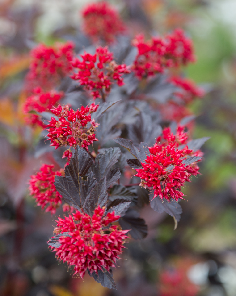 fruits de physocarpus diable d'or