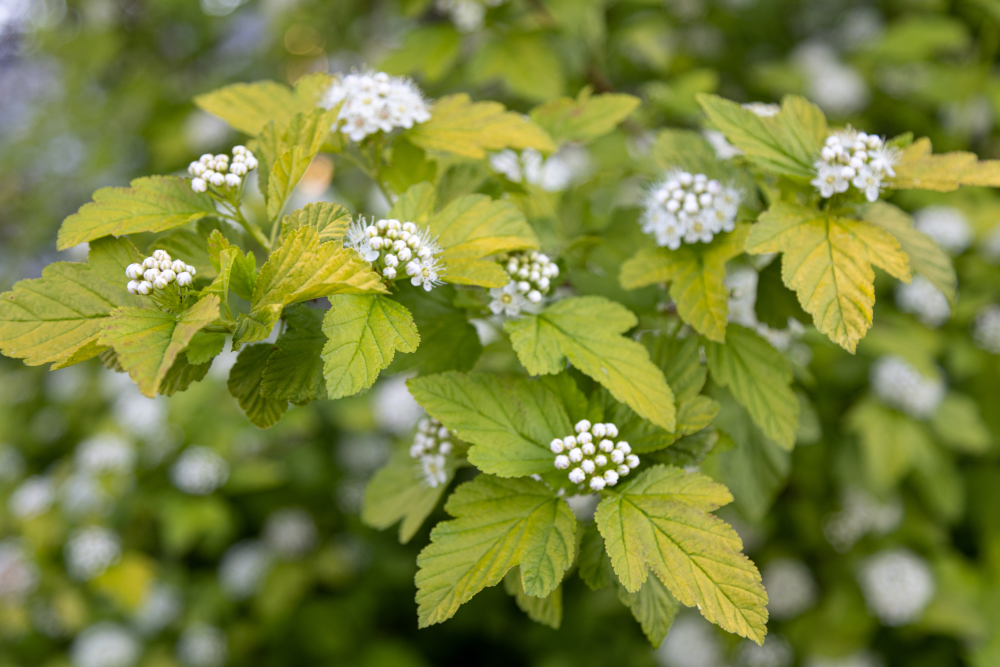 Floraison de physocarpus dart's gold
