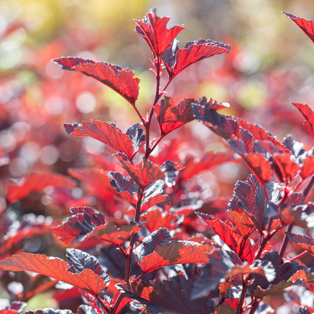 Feuillage de physocarpus opulifolius Little Angel