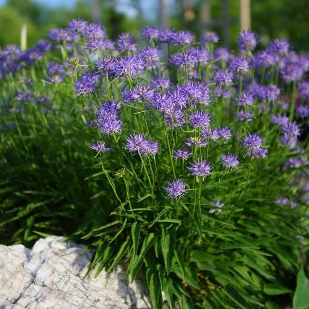 Floraison de phyteuma scheuchzeri