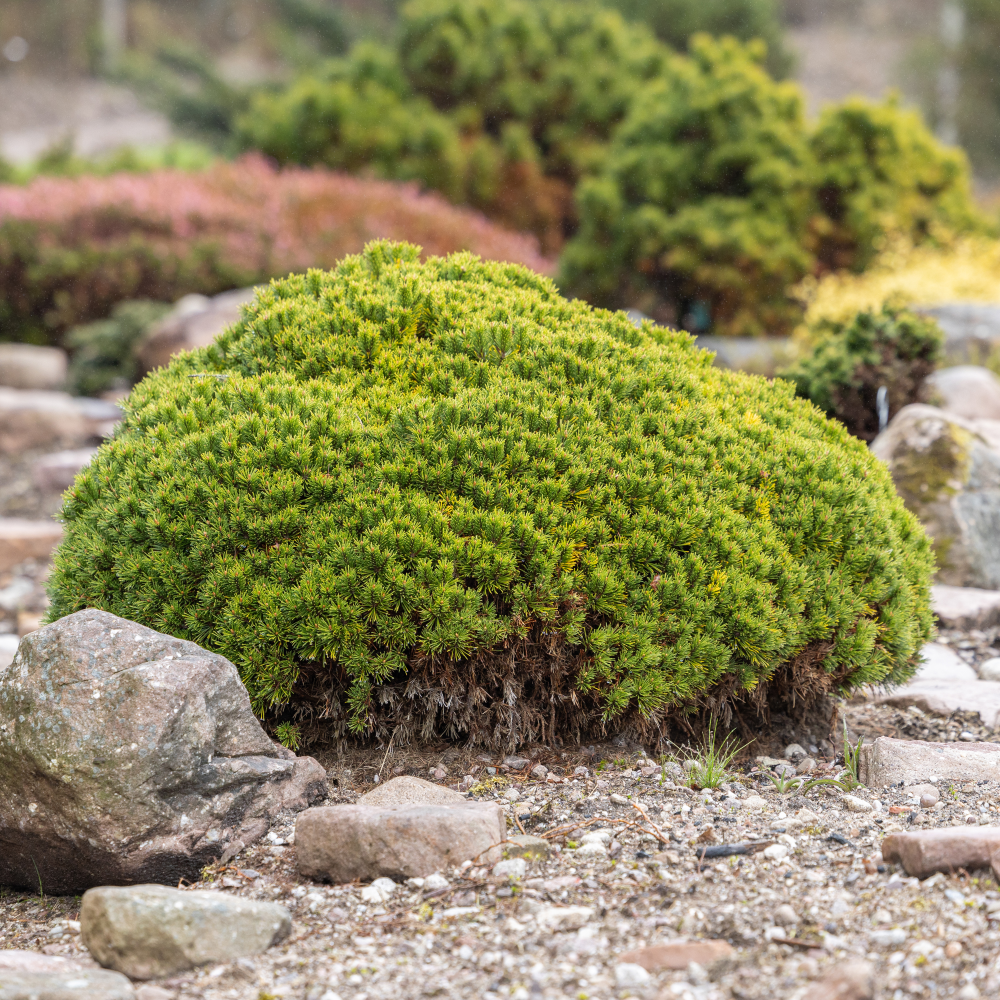 Port compact de Pinus mugo Benjamin